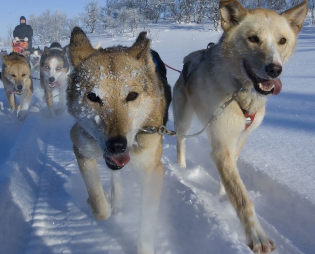 Are you looking for a unique experience during your trip to Norway?