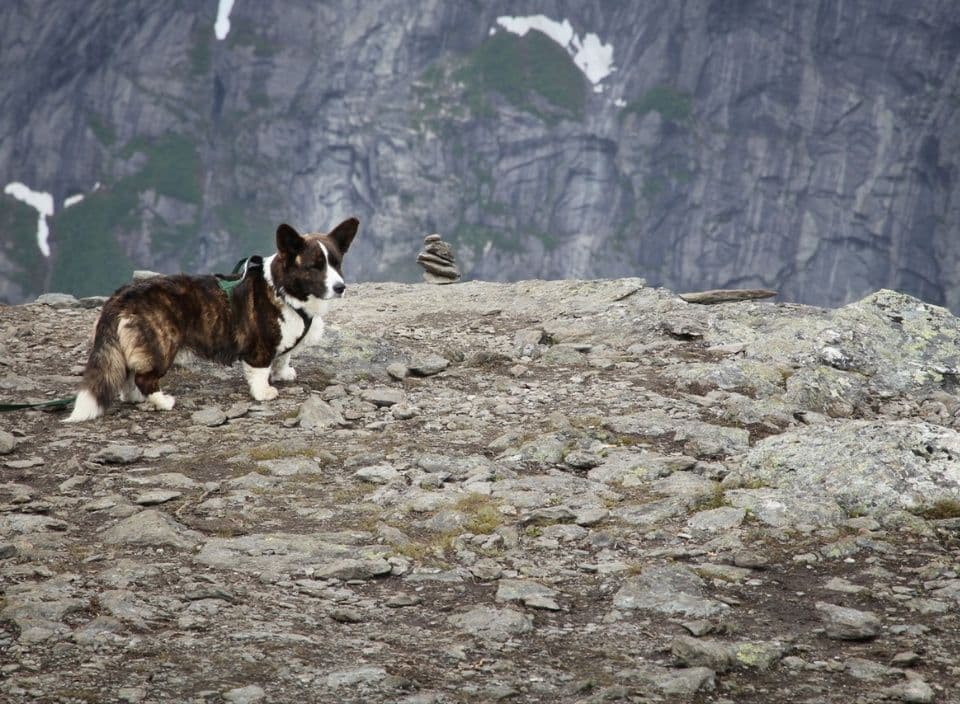 Hiking with your dog in Norway